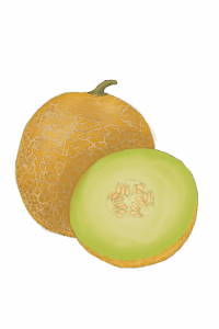 מלון ירוק בלי רקע