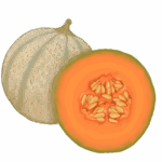 מלון כתום קנטלופ ללא רקע