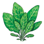 קייל גומן אתיופי