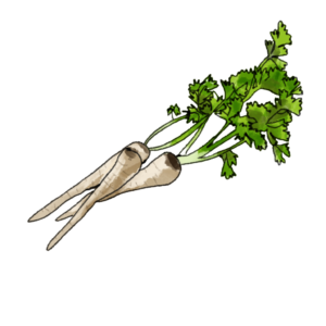 שורש פטרוזיליה