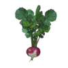 לפת