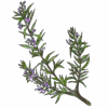 רוזמרין png