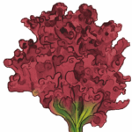 זרעי חסה לליק אדומה