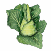 כרוב חרוט s