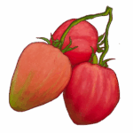 זרעי עגבניית לב השור