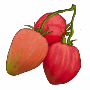 זרעי עגבניית לב השור