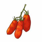 זרעי עגבניית סן מרזנו