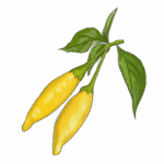 זרעי פלפל חריף למון דרופ