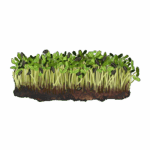 זרעי חמנייה לנבטים 250&nbsp;גרם